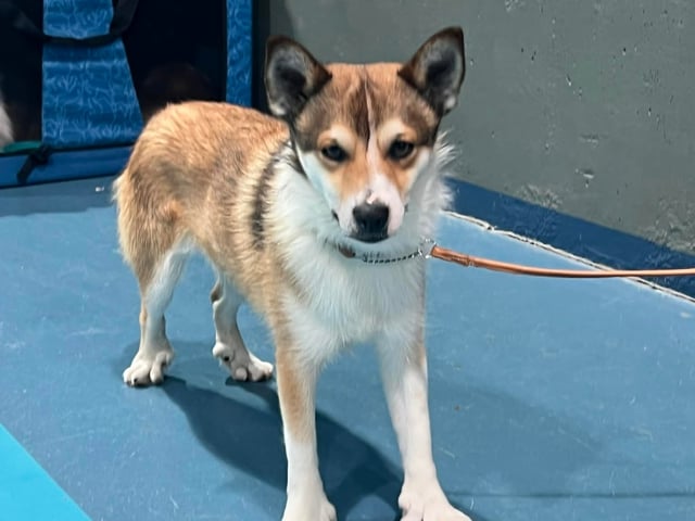 Norwegian Lundehund