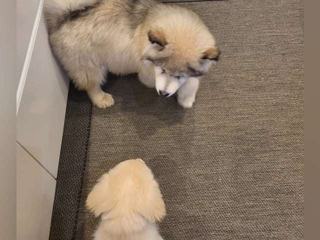 Alaskan malamute