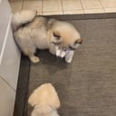 Alaskan Malamute