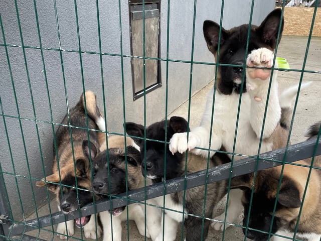 Amerikansk akita