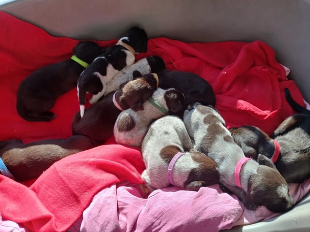 Vorstehhund