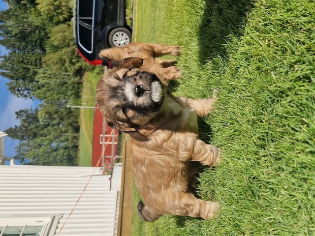 Tibetansk terrier
