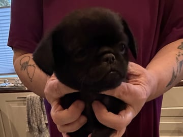 Petit brabancon · Orkanger · Linn Connie Sandvik Olsen
