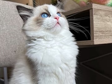 Ragdoll · Örkelljunga · Susanne G.