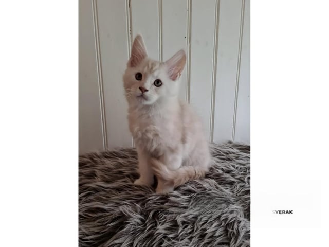 Maine Coon
