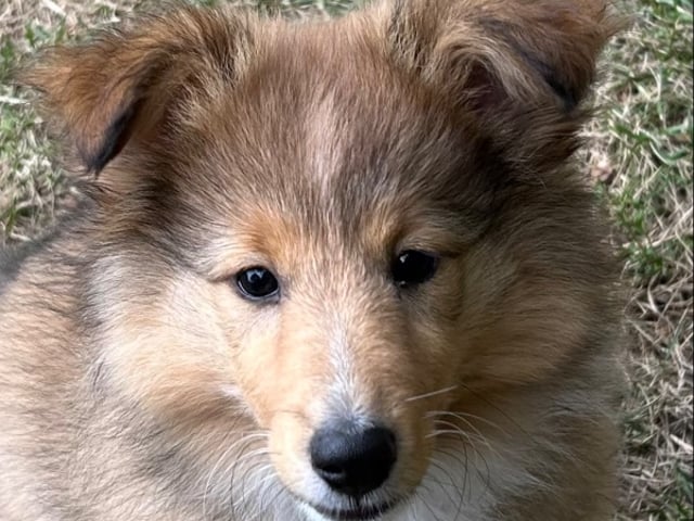 Shetland sheepdog