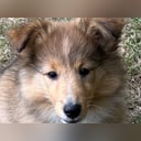 Shetland sheepdog