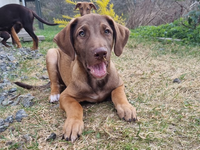 Xoloitzcuintle