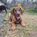 Xoloitzcuintle