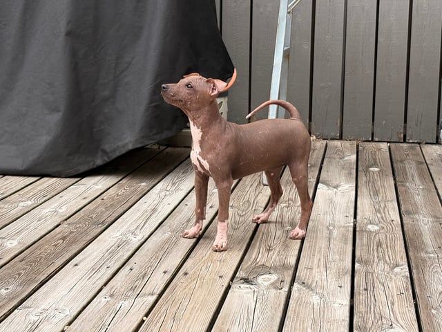 American Hairless Terrier