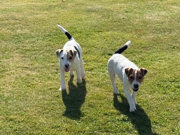 Jack Russell terrier · Nora · Decoy