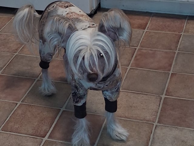Chinese crested dog