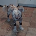 Chinese crested