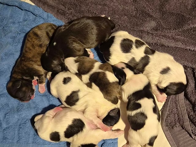 Skønne Shih Tzu hvalpe