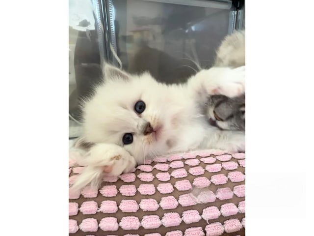 Ragdoll