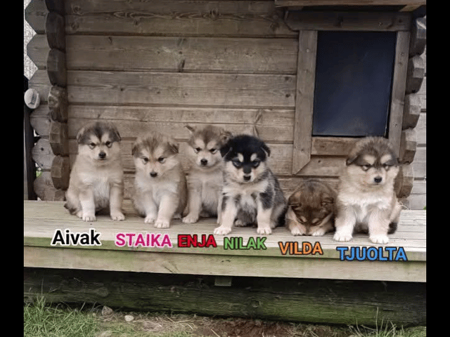 Alaskan malamute