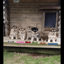 Alaskan malamute
