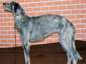 Scottish Deerhound