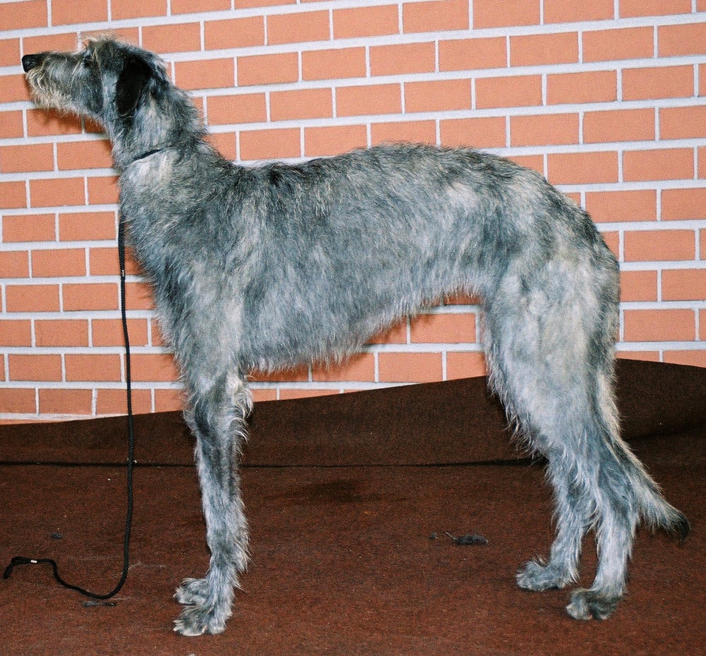 Skotsk hjortehund