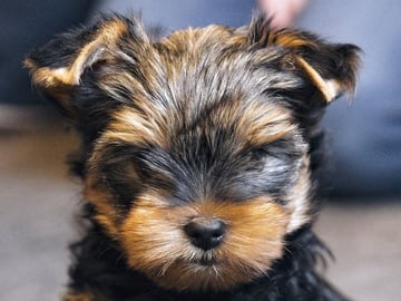 Mount Yorkie