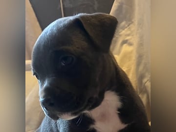 Blandras: American staffordshire terrier, Cane corso, American bully · Enköping · Isabella J.