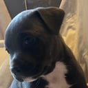 Blandras: American staffordshire terrier, Cane corso, American bully