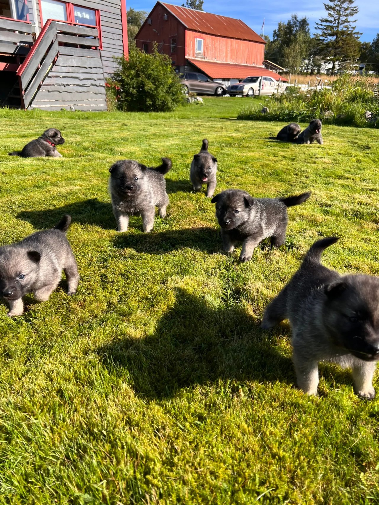 Å leve med rasen