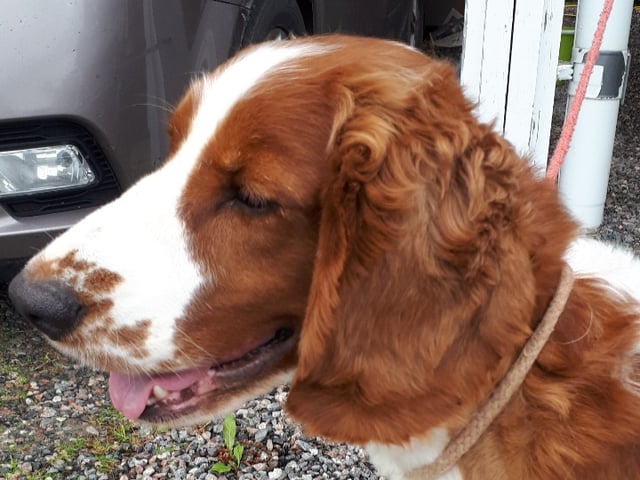 Welsh springer spaniel
