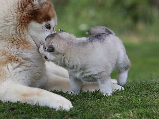 Siberian husky