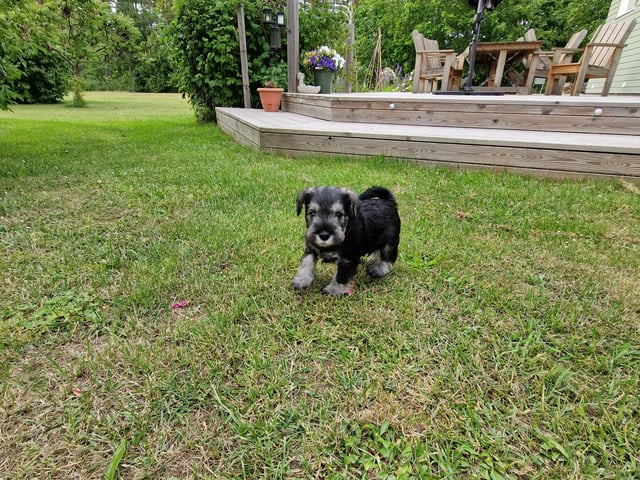 Dværgschnauzer