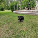 Miniature Schnauzer