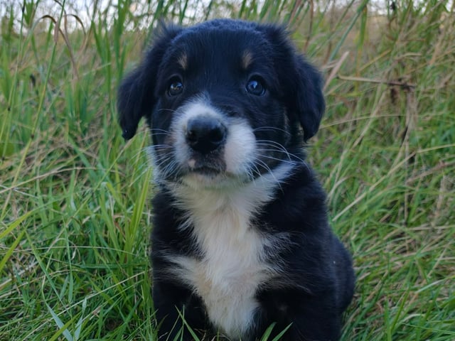 Border collie