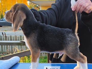 Beagle · Grimslöv · Marie H.