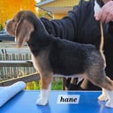Beagle