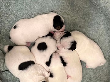 Limelight Kennels