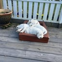 Dvärgschnauzer