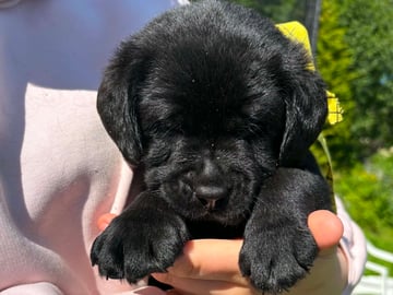 Labrador retriever · Svorkmo · Lyonette