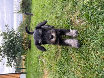 Dværgschnauzer · Snåsa · Kristoffer Okstad Fjerstad
