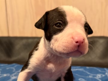 Patrick Nielsen Amstaff