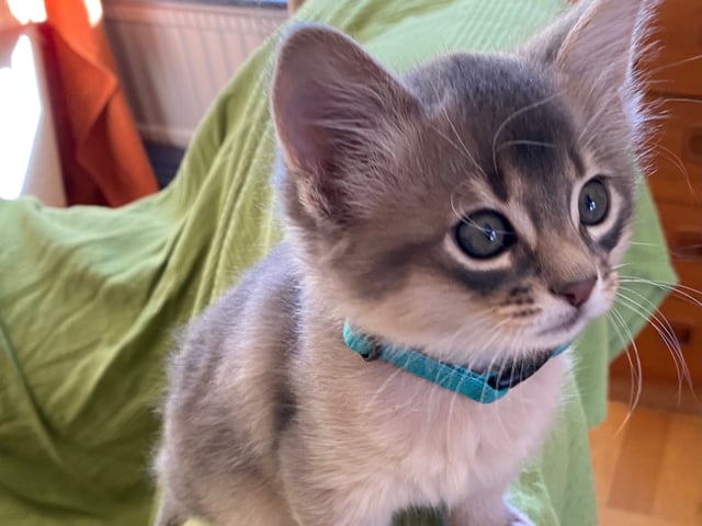Somali katte