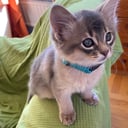 Somali katte