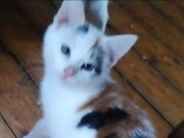 Maine Coon · Jordbro · Ditta R.