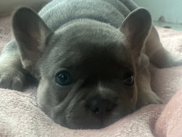 Fransk bulldog · Malmö · Gaso’s kennel