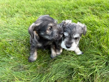 Dværgschnauzer · Partille · Encalnas' Kennel