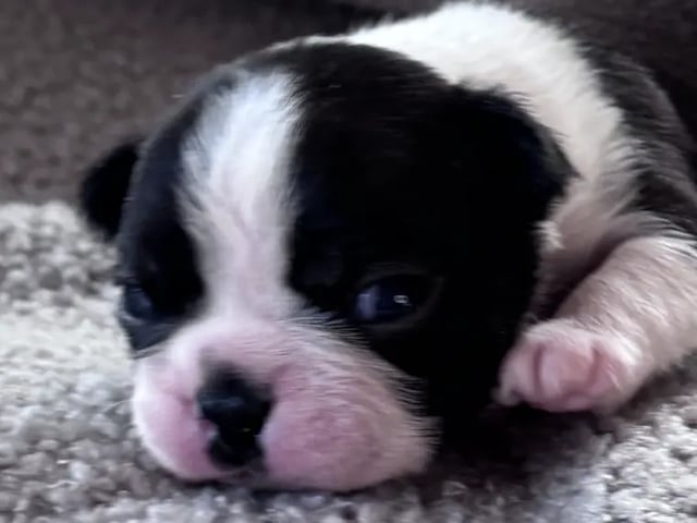 Boston terrier