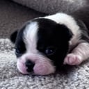 Boston terrier