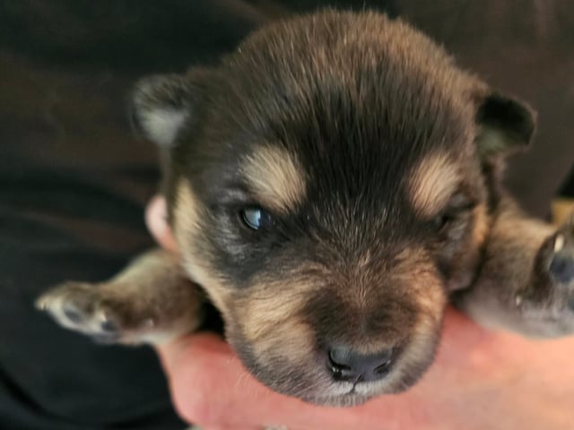 Finsk lapphund