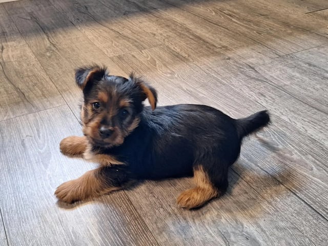 Australisk terrier