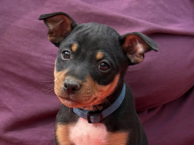 American Hairless Terrier