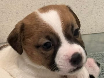 Limelight Kennels
